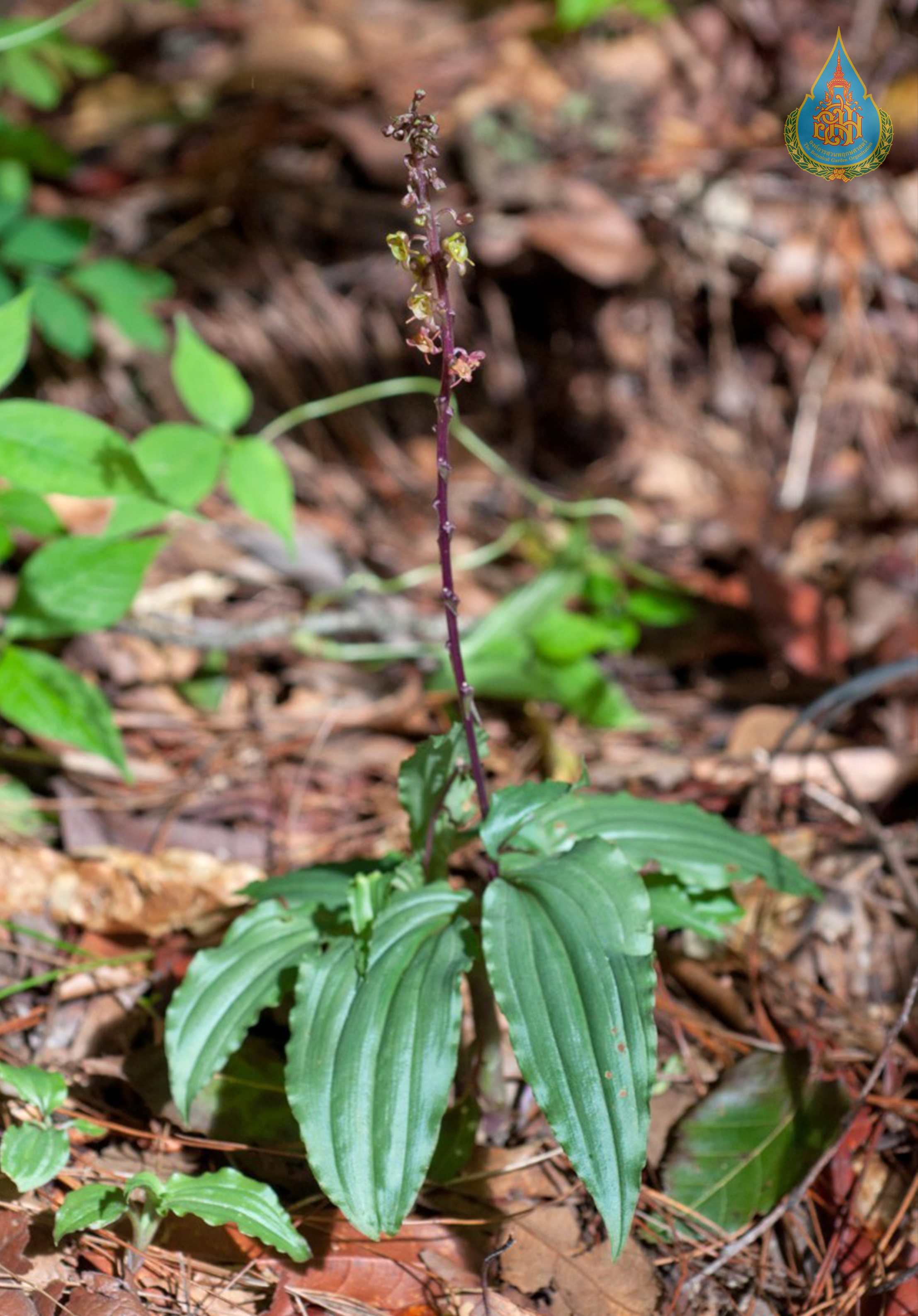 หูเสือดอกจิ๋ว Crepidium khasianum (Hook.f.) Szlach.<br/>ORCHIDACEAE